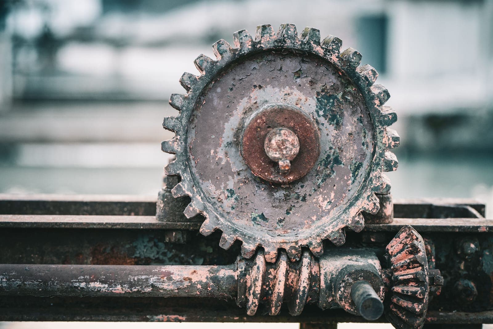 A Worm Drive, photographed for identification practice